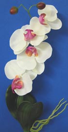 Orchidee Phalaenopsis 44cm weiss mit pink